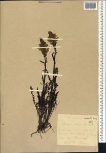 Pedicularis venusta Schangin ex Bunge, Siberia, Yakutia (S5) (Russia)