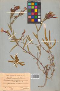 Dianthus superbus L., Siberia, Russian Far East (S6) (Russia)