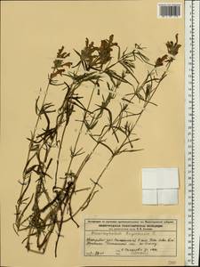 Dracocephalum ruyschiana L., Eastern Europe, Volga-Kama region (E7) (Russia)
