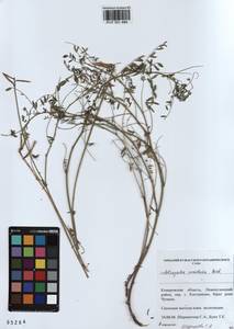 KUZ 001 484, Astragalus ceratoides M. Bieb., Siberia, Altai & Sayany Mountains (S2) (Russia)