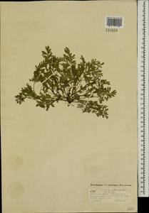 Corydalis sibirica (L. fil.) Pers., Mongolia (MONG) (Mongolia)