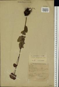 Hylotelephium telephium (L.) H. Ohba, Eastern Europe, Eastern region (E10) (Russia)