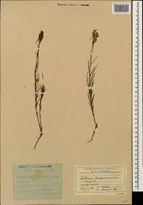 Linaria macroura (M. Bieb.) M. Bieb., Caucasus, Stavropol Krai, Karachay-Cherkessia & Kabardino-Balkaria (K1b) (Russia)