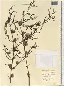 Lepidagathis sericea Benoist, Africa (AFR) (Mali)