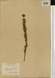 Oenothera biennis L., Eastern Europe, South Ukrainian region (E12) (Ukraine)