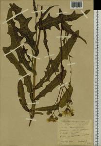 Sonchus brachyotus DC., Siberia, Yakutia (S5) (Russia)