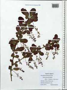 Berberis vulgaris L., Eastern Europe, Eastern region (E10) (Russia)