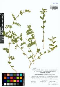 Vicia olchonensis (Peschkova)O.D.Nikif., Siberia, Baikal & Transbaikal region (S4) (Russia)