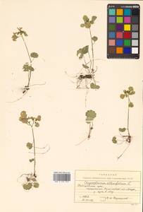 Chrysosplenium alternifolium L., Siberia, Russian Far East (S6) (Russia)