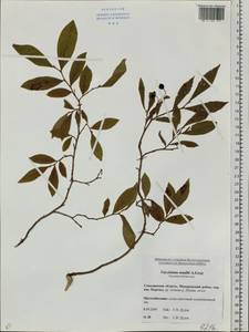 Vaccinium smallii A. Gray, Siberia, Russian Far East (S6) (Russia)