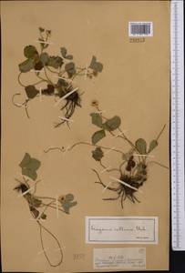 Fragaria viridis Duchesne, Middle Asia, Dzungarian Alatau & Tarbagatai (M5) (Kazakhstan)