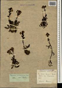 Pedicularis nordmanniana Bunge, Caucasus, South Ossetia (K4b) (South Ossetia)