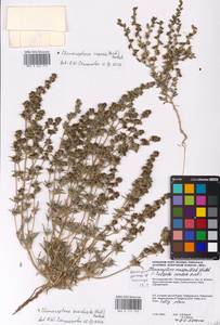 Pyankovia brachiata (Pall.) Akhani & Roalson, Eastern Europe, Lower Volga region (E9) (Russia)