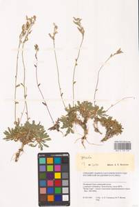 Draba, Siberia, Western Siberia (S1) (Russia)