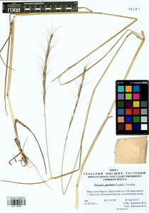 Elymus gmelinii (Trin.) Tzvelev, Siberia, Baikal & Transbaikal region (S4) (Russia)