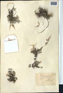 Astragalus cytisoides Bunge, Middle Asia, Western Tian Shan & Karatau (M3) (Kazakhstan)