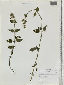 Nepeta cataria L., Siberia, Altai & Sayany Mountains (S2) (Russia)