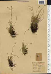 Carex ledebouriana C.A.Mey. ex Trevir., Siberia, Western (Kazakhstan) Altai Mountains (S2a) (Kazakhstan)