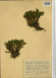 Boreoselaginella sanguinolenta (L.) Li Bing Zhang & X. M. Zhou, Siberia, Altai & Sayany Mountains (S2) (Russia)