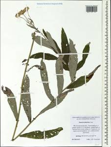Jacobaea paludosa subsp. lanata (Holub) B. Nord., Eastern Europe, Central forest region (E5) (Russia)