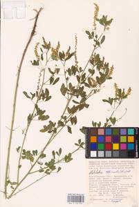 Melilotus officinalis (L.) Lam., Eastern Europe, Lower Volga region (E9) (Russia)