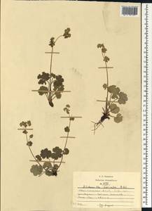 Alchemilla sericata Rchb., Caucasus, North Ossetia, Ingushetia & Chechnya (K1c) (Russia)