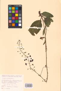 MHA 0 159 109, Verbascum phoeniceum L., Eastern Europe, Lower Volga region (E9) (Russia)