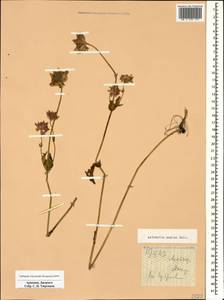 Astrantia maxima Pall., Caucasus, Armenia (K5) (Armenia)