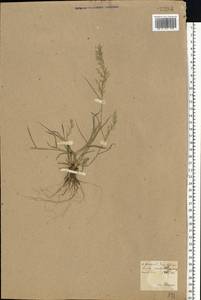 Eragrostis minor Host, Eastern Europe, North Ukrainian region (E11) (Ukraine)