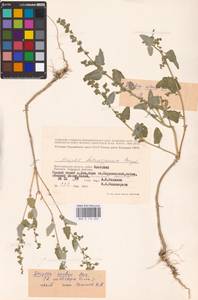 Atriplex sagittata Borkh., Eastern Europe, Lower Volga region (E9) (Russia)