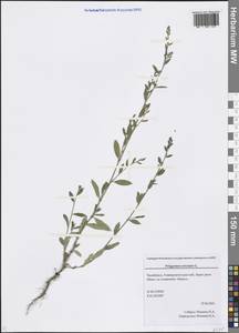 Polygonum aviculare L., Eastern Europe, Eastern region (E10) (Russia)