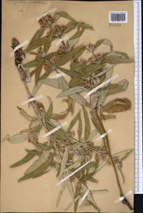 Phlomis salicifolia Regel, Middle Asia, Western Tian Shan & Karatau (M3)