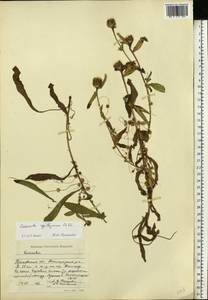 Cuscuta epithymum (L.) L., Eastern Europe, Moscow region (E4a) (Russia)