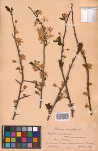 Prunus domestica L., Eastern Europe, Central forest-and-steppe region (E6) (Russia)