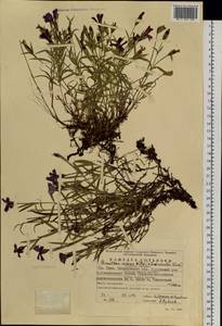 Dianthus repens, Eastern Europe, Eastern region (E10) (Russia)