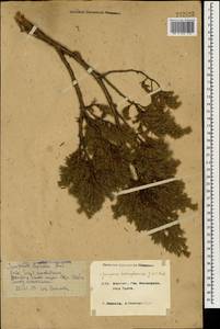Juniperus communis var. communis, Caucasus, Krasnodar Krai & Adygea (K1a) (Russia)