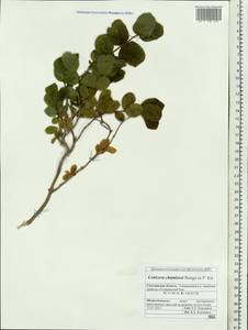 Lonicera chamissoi Bunge, Siberia, Russian Far East (S6) (Russia)