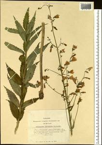 Adenophora liliifolia (L.) A.DC., Siberia, Altai & Sayany Mountains (S2) (Russia)