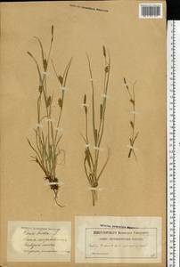 Carex hirta L., Eastern Europe, Latvia (E2b) (Latvia)