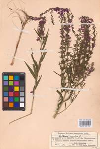 Lythrum virgatum L., Eastern Europe, Eastern region (E10) (Russia)