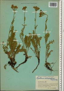 Tanacetum aureum (Lam.) Greuter, M. V. Agab. & Wagenitz, Caucasus, Armenia (K5) (Armenia)