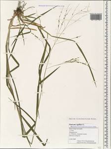 Panicum dichotomiflorum Michx., Caucasus, Black Sea Shore (from Novorossiysk to Adler) (K3) (Russia)