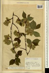 Ulmus glabra, Caucasus, Stavropol Krai, Karachay-Cherkessia & Kabardino-Balkaria (K1b) (Russia)