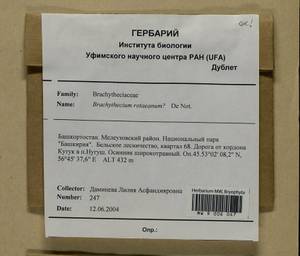 Brachythecium capillaceum (F. Weber & D. Mohr) Giacom., Bryophytes, Bryophytes - South Urals (B14) (Russia)