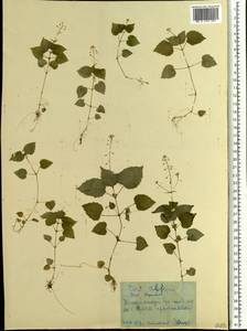 Circaea alpina L., Eastern Europe, West Ukrainian region (E13) (Ukraine)