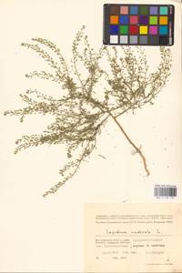 Lepidium ruderale L., Eastern Europe, Lower Volga region (E9) (Russia)