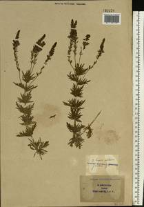 Veronica austriaca subsp. dentata (F. W. Schmidt) Watzl, Eastern Europe, South Ukrainian region (E12) (Ukraine)