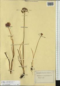 Allium lusitanicum Lam., Western Europe (EUR) (Switzerland)