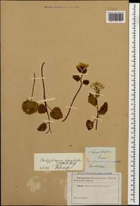 Pachyphragma macrophyllum (Hoffm.) N. Busch, Caucasus (no precise locality) (K0)
