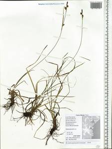 Carex vaginata var. petersii (C.A.Mey. ex F.Schmidt) Akiyama, Siberia, Chukotka & Kamchatka (S7) (Russia)